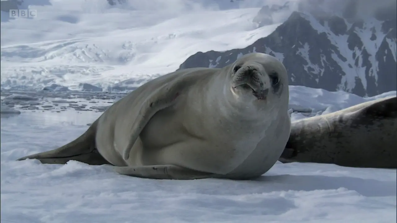 Crabeater seal (Lobodon carcinophaga) as shown in Frozen Planet - To the Ends of the Earth
